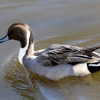 手賀沼公園のオナガガモ