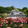 薔薇のある風景 ( 菊間瓦館バラ園 )