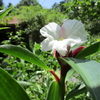 福神草の花が咲いてしまいました ！！