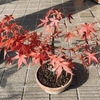 もみじの紅葉