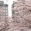 桜 2016