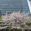 満開の🌸剛桜🌸を見に、2年越しの再訪