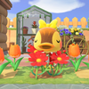 【834】花にうもれたカモミ