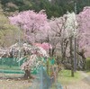 川越便り・清雲寺篇