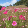 愛媛県四国中央市の観光地に行きました！