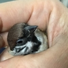 いつも穏やかでいてください(+˘v˘ +)