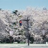 【青森】弘前公園の桜。