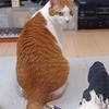 ダーリン・ミシン