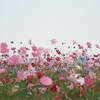 秋の花といえば🌸関東で楽しめるコスモス畑がある♪