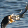 　Phalacrocorax carbo