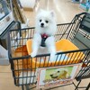 愛犬と同伴OKなスーパーで買い物