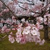 大峰山桜公園（新発田市貝屋）の桜