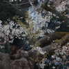 桜咲く