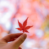 諏訪神社で3時間撮影した紅葉を放出します