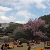 上野の東京国立博物館でお花見をしてきた。