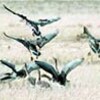 水鳥、４割の群れで減少　国際調査、絶滅例も