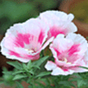 ゴデチア Godetia Cvs しろうさぎのwebnotebook
