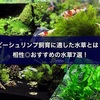 ビーシュリンプ飼育に適した水草とは？相性◎おすすめの水草7選！