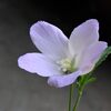 ハイビスカス　ロバツス　　　　精霊の守り花　　　　　　千葉県市川浦安アスファルト脇植物園・自宅