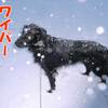 命からがら猛吹雪のオサンポ