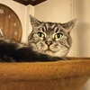 ［167］猫と冒険 帰り道編 その48（ 😺カツピチの給料は増えないのニャン 👦別にいいよ、生きていければ。）
