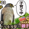 0703【子ガモがムクドリを攻撃】志村どうぶつ園のカルガモ親子が65日目、シジュウカラ、メジロ、新ポケモン【今日撮り野鳥動画まとめ】身近な生き物語