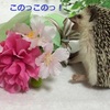 破壊神ハーリー★うちの子5ヶ月目