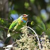 ゴシキドリ(Black-browed Barbet)