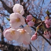 122km　「さよなら桜前線」