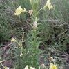 Oenothera glazioviana　オオマツヨイグサ