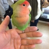 桜文鳥、ボタンインコと遊ぶ