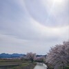 桜の篠山