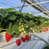 完熟いちご🍓狩り情報 3月４日(土) 本日は開園日です‼️😊🍀✨受付はネット予約のお客様のみとなります🙏🙇🏻