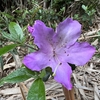 マルバサツキ開花　硫黄島