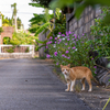 宮古諸島のねこさん