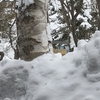 さらに雪…そしてシカ。