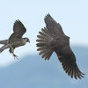 佐賀へ鳥見に行ってみた（２０１９　０９２１）