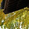 大仙寺の黄葉