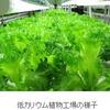 『富士通が野菜を作る！?―半導体のクリーンルームを転用した植物工場を設立』の事。