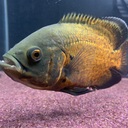僕が税理士になるまでの備忘録