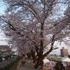 2019年4月6日(土)元荒川桜堤[北越谷 桜](越谷市)