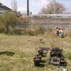 鉢上げ作業と挿し木の準備　白い花たち