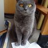 微妙に邪魔する猫たち。。