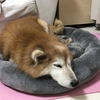 12/23 お母ちゃんダウン(´・ω・｀)