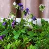挿し芽ビオラのポット上げ＆つるサマースノーと藤の誘引