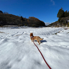 雪が積もってワンコ大喜び