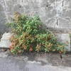 Lantana