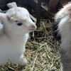 ヤギは寒さに強いとは言うけれど
