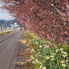 朝比奈川の河津桜が咲き始めているよ