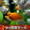 （延長セール）(熱帯魚 生体)ミックスバルーンモーリー（約2-3cm）（4匹）【水槽/熱帯魚/観賞魚/飼育】【通販/販売】【アクアリウム】